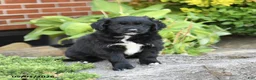 Mixed Breed dogs for sale: Lilac - Ad 5