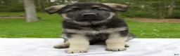German Shepherd dogs for sale: Scarlet - Ad 2