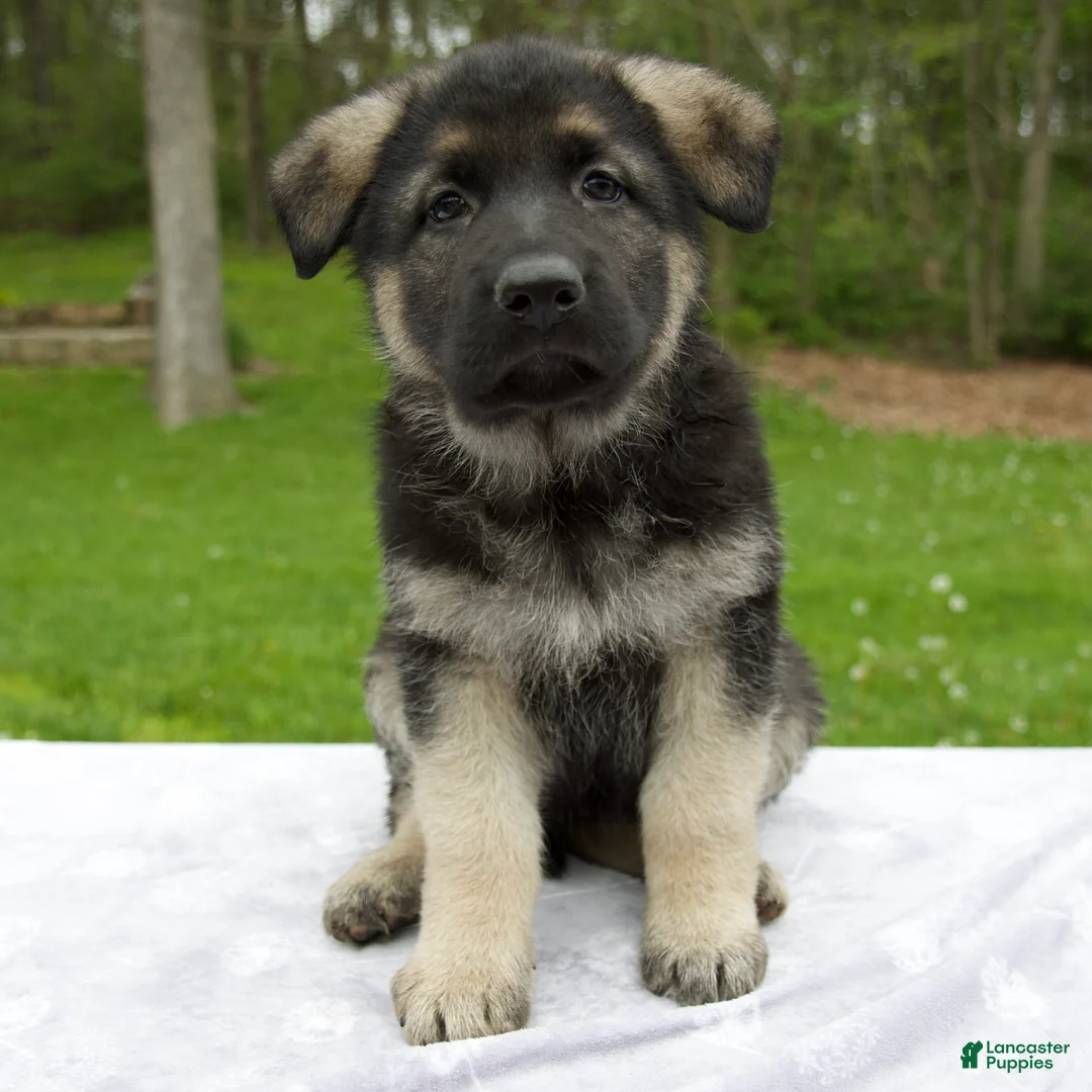 German Shepherd dogs for sale: Scarlet - Ad 2