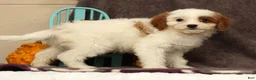 Cavapoo dogs for sale: Annabelle - Ad 7