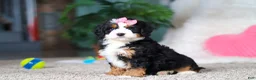 Mini Bernedoodle dogs for sale: Pearl - Ad 2