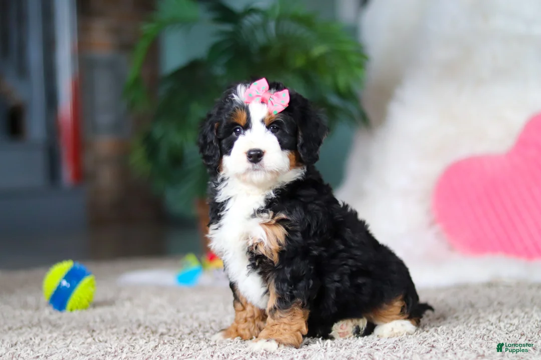 Mini Bernedoodle dogs for sale: Pearl - Ad 2