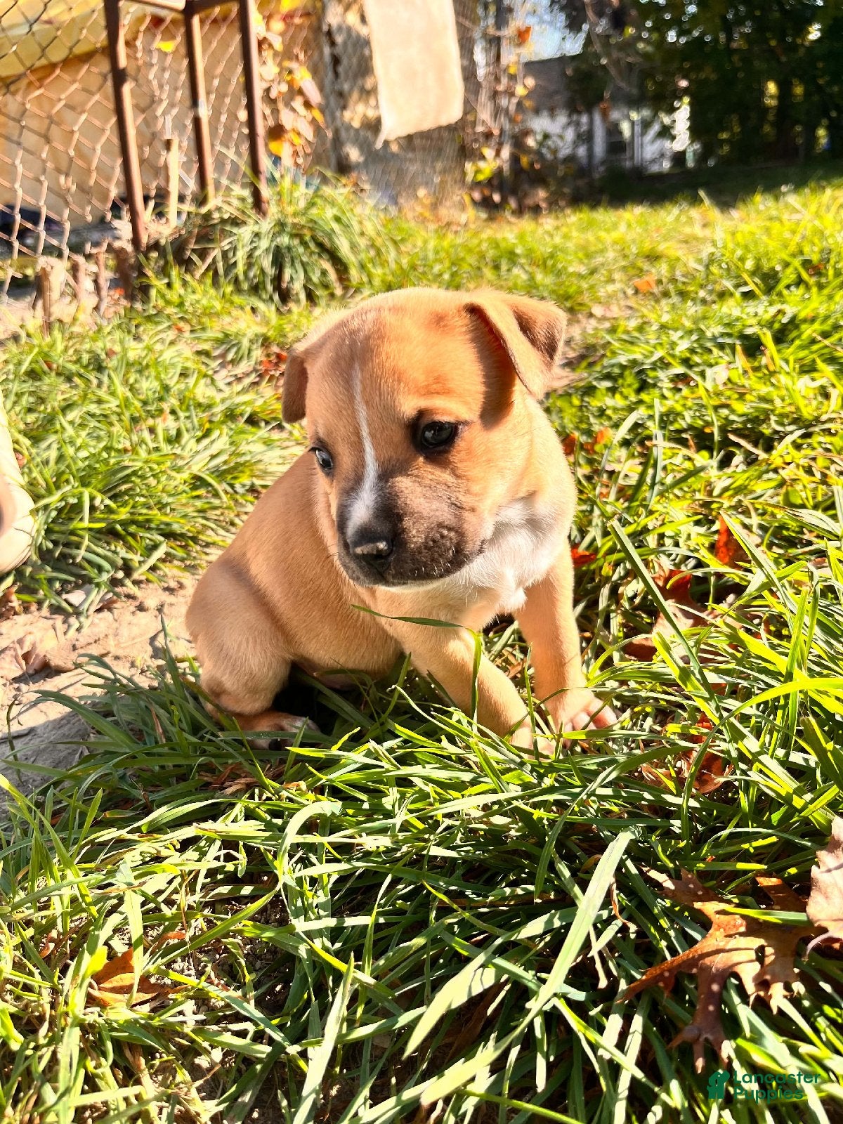Mixed Breed dogs for sale: Girl 1 - Ad 1