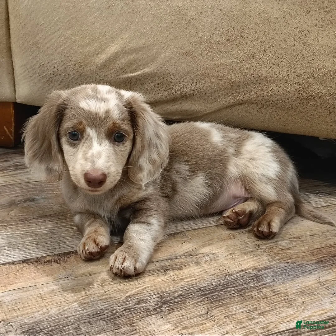 Dachshund dogs for sale: Dachshund Puppy 1 - Ad 1
