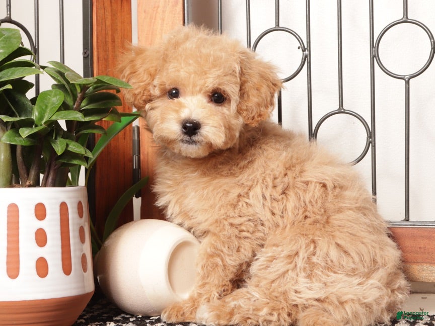 Maltipoo dogs Sherry Gentle Maltipoo - Ad 1