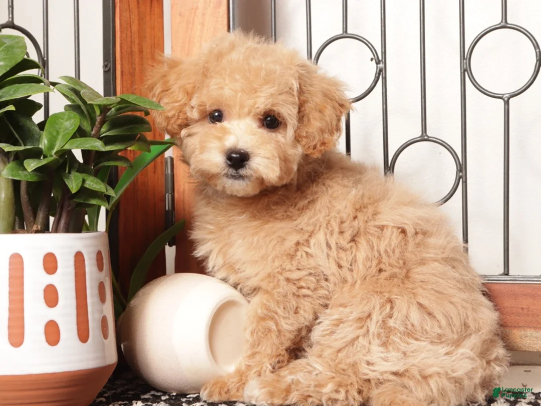 Maltipoo dogs for sale: Sherry Gentle Maltipoo - Ad 1