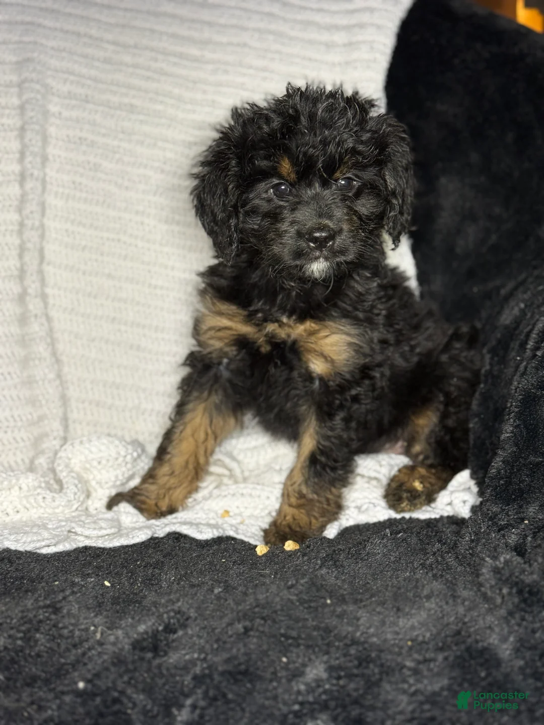 Cavapoo dogs for sale: Cavapoo Puppy 1 - Ad 1