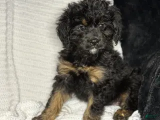 Cavapoo dogs Cavapoo Puppy 1 - Ad 30