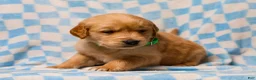 Golden Retriever dogs for sale: Daffodil AKC Golden Retriever Pup - Ad 6