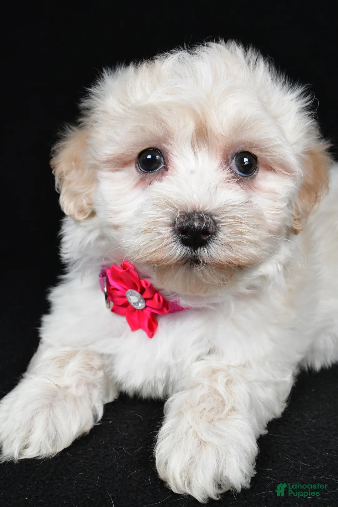 Maltipoo dogs for sale: Heather - Ad 3