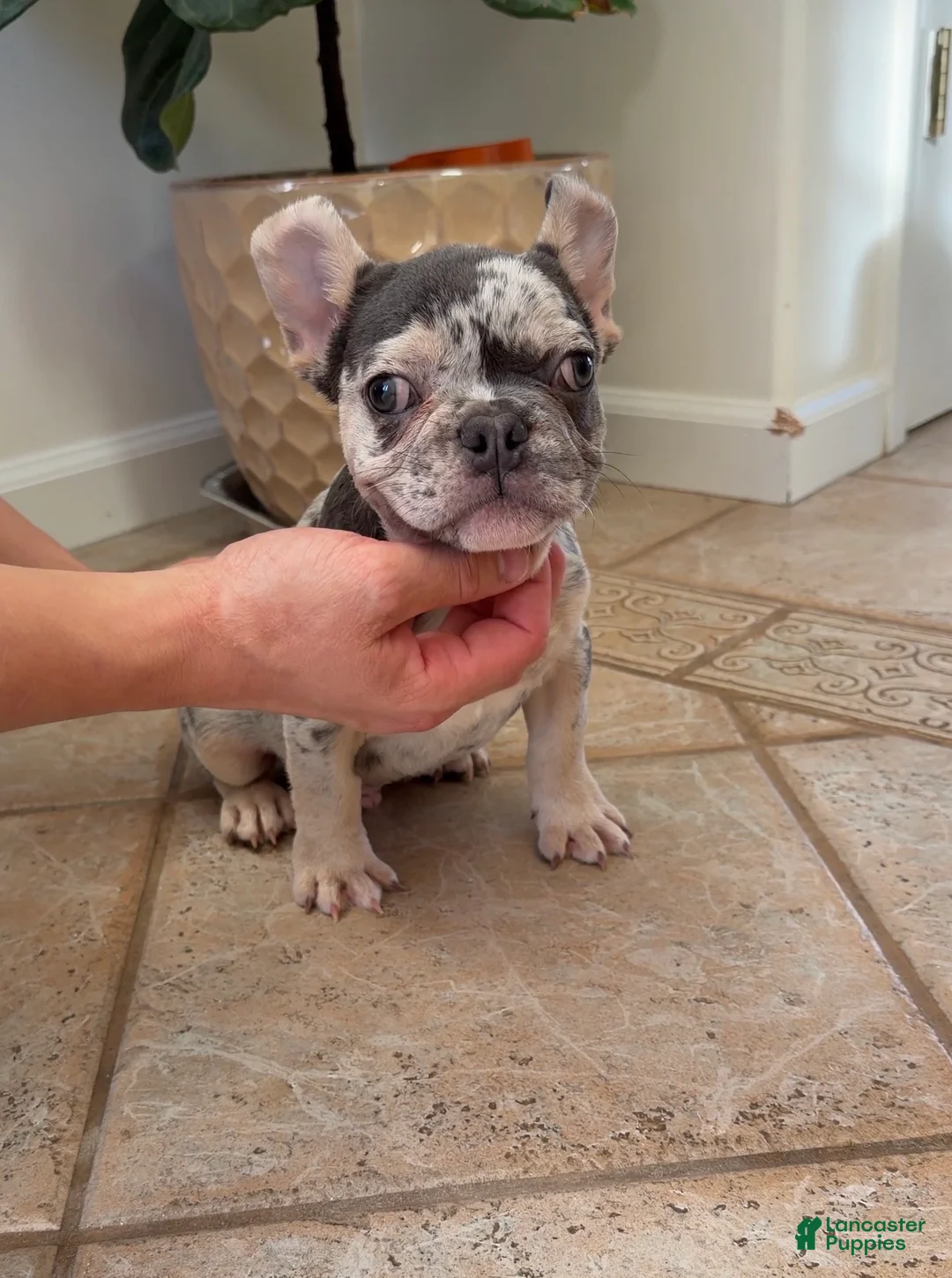 French Bulldog dogs for sale: Myles - Ad 6
