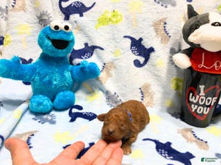 Toy Poodle dogs Teddy - Ad 9