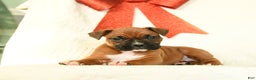 Boxer dogs for sale: Frosty - Ad 5