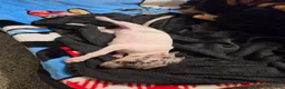Chihuahua dogs for sale: Tamale - Ad 4