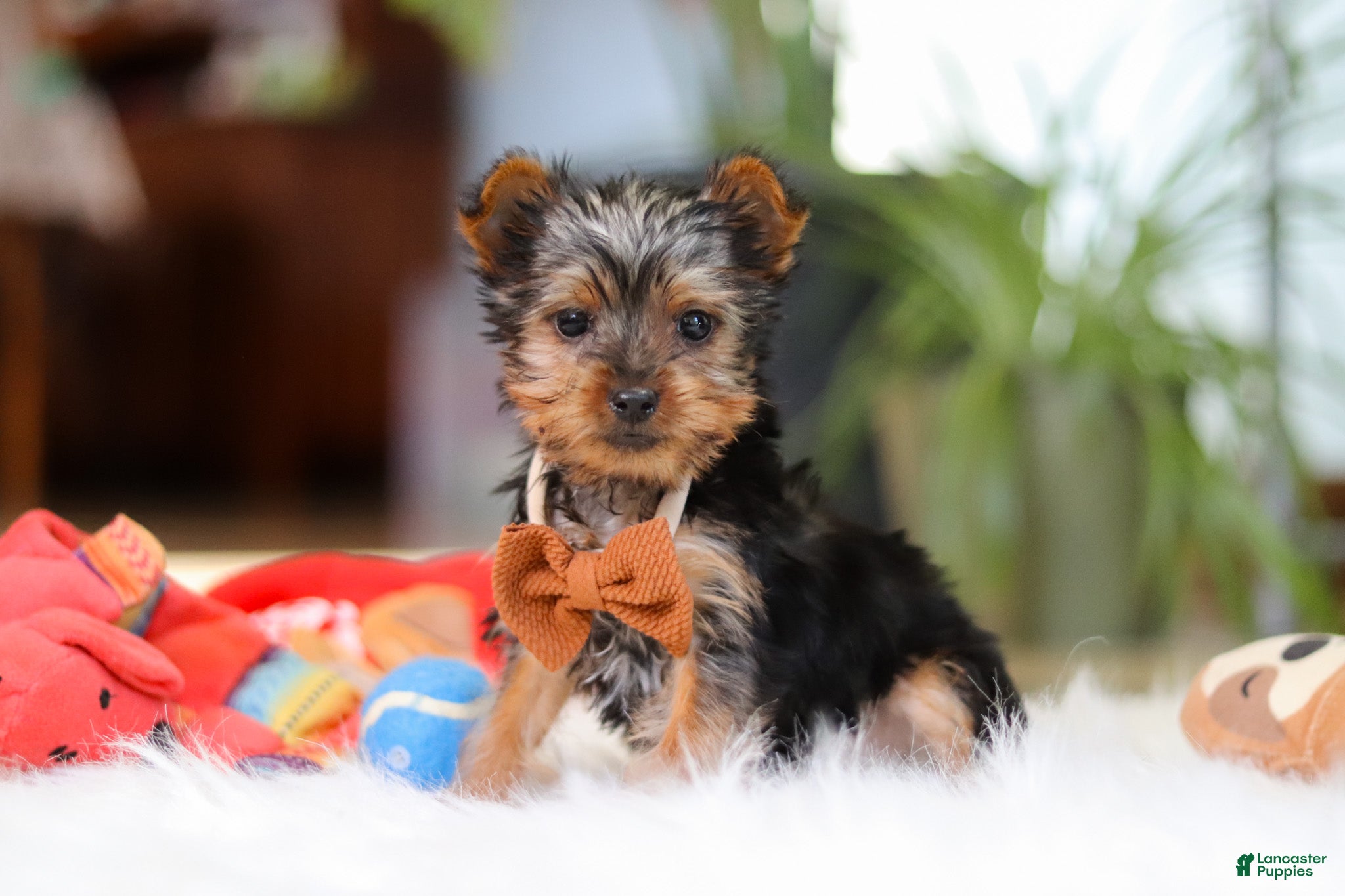 Yorkshire Terrier dogs Trevor - Ad 2