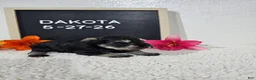Miniature Schnauzer dogs for sale: Dakota - Ad 5