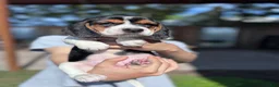 Beagle dogs for sale: Princess 💗 - Ad 7