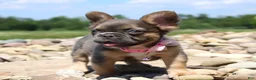French Bulldog dogs for sale: Jana - Ad 3