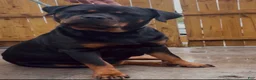 Rottweiler dogs for sale: Rottweiler Male Puppy - Ad 5