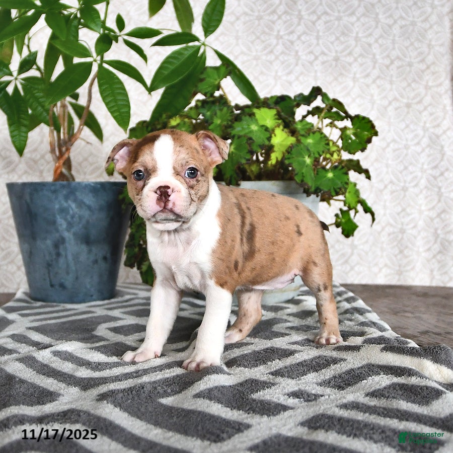 Boston Terrier dogs Rachelle  - Ad 11