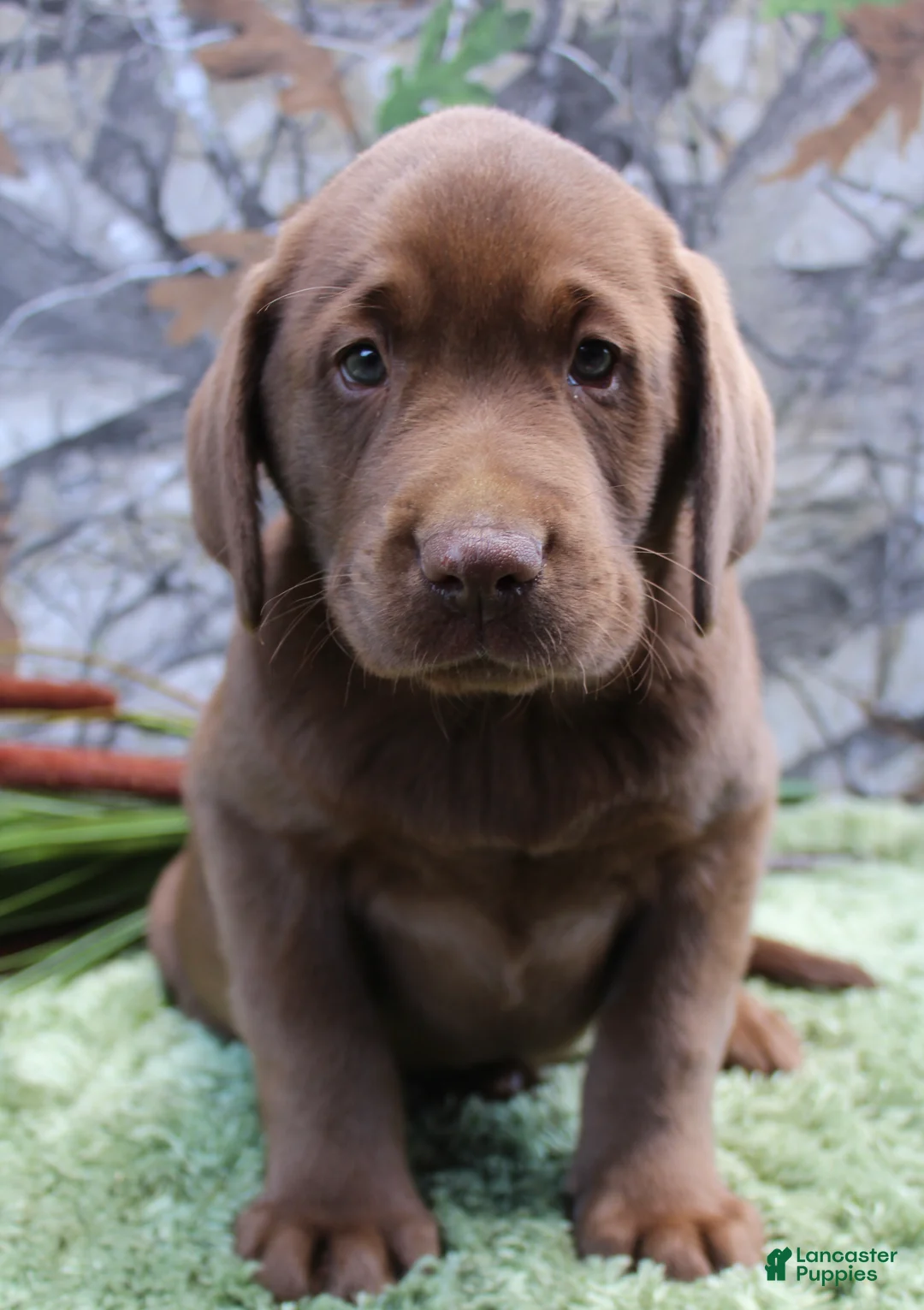 Labrador Retriever dogs for sale: Remington  - Ad 2