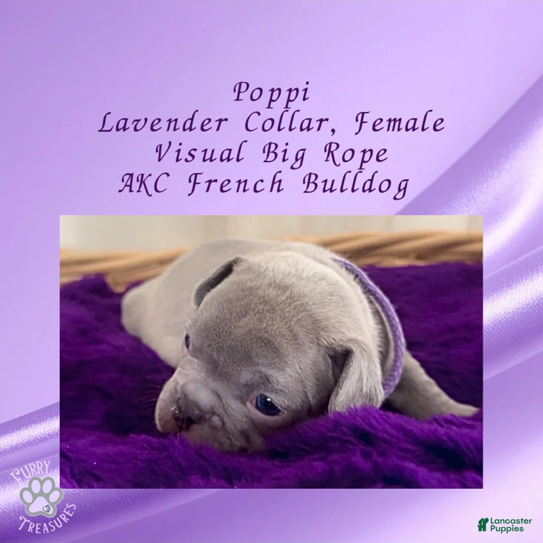 French Bulldog dogs for sale: Poppi “Lavender “ Collar, Female  - Ad 3