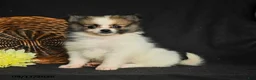 Pomeranian dogs for sale: Lily  - Ad 3