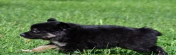 Miniature Australian Shepherd dogs for sale: Ian - Ad 7