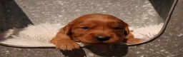 Golden Retriever dogs for sale: Oli - AKC, Genetically Clear - Ad 1