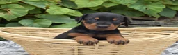 Doberman Pinscher dogs for sale: Skye - Ad 3