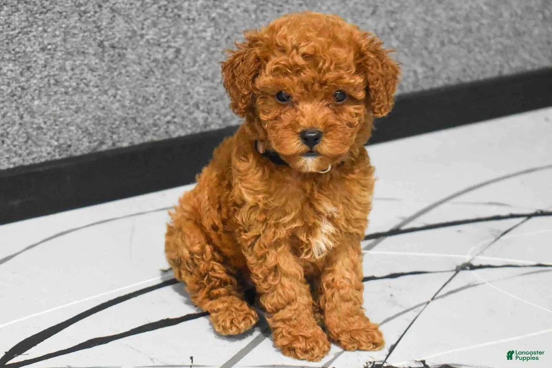 Miniature Poodle dogs for sale:   Logan🐶 - Ad 1
