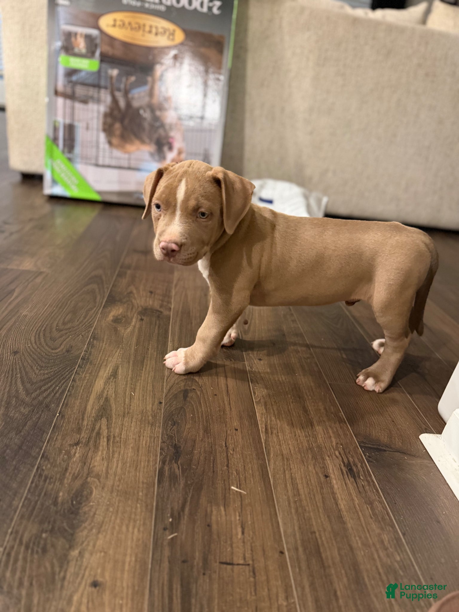 American Bully dogs American Bully Puppy 5 - Ad 35