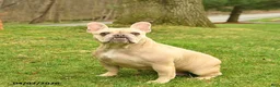 French Bulldog dogs for sale: Crystal  - Ad 2