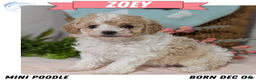 Miniature Poodle dogs for sale: Zoey - Ad 1