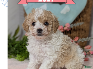 Miniature Poodle dogs Zoey - Ad 4