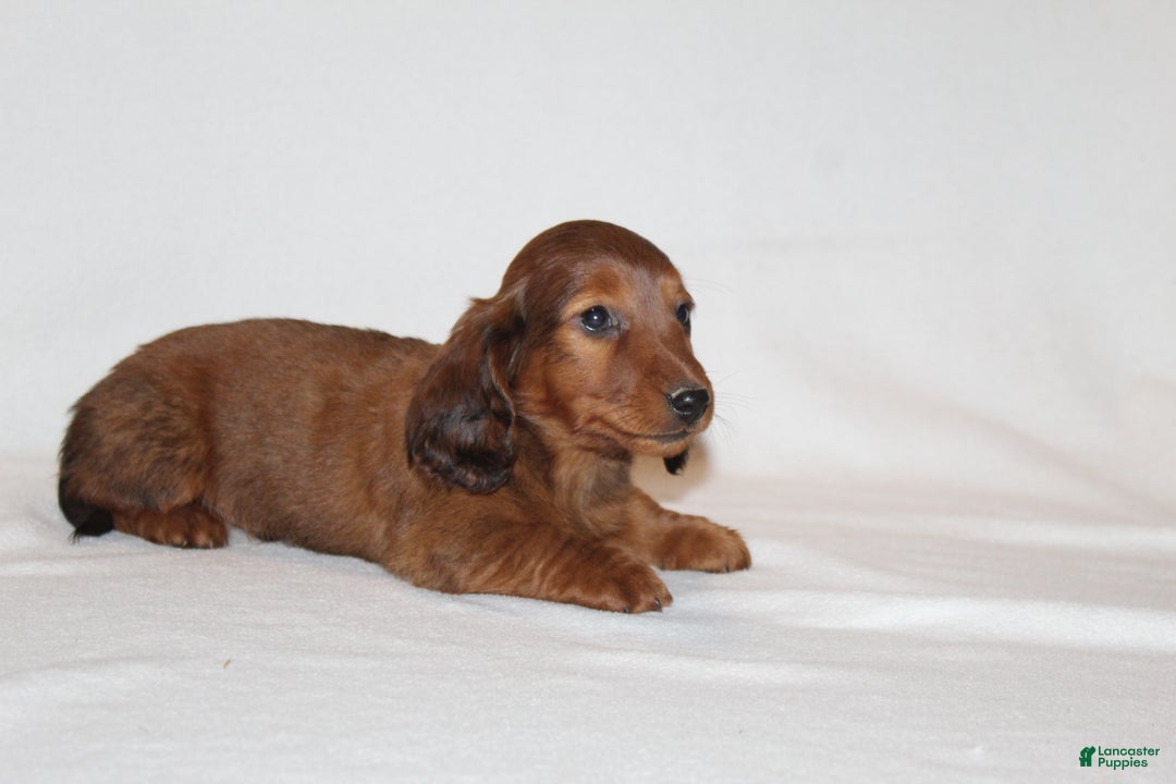 Miniature Dachshund dogs for sale: Prancer - Ad 9
