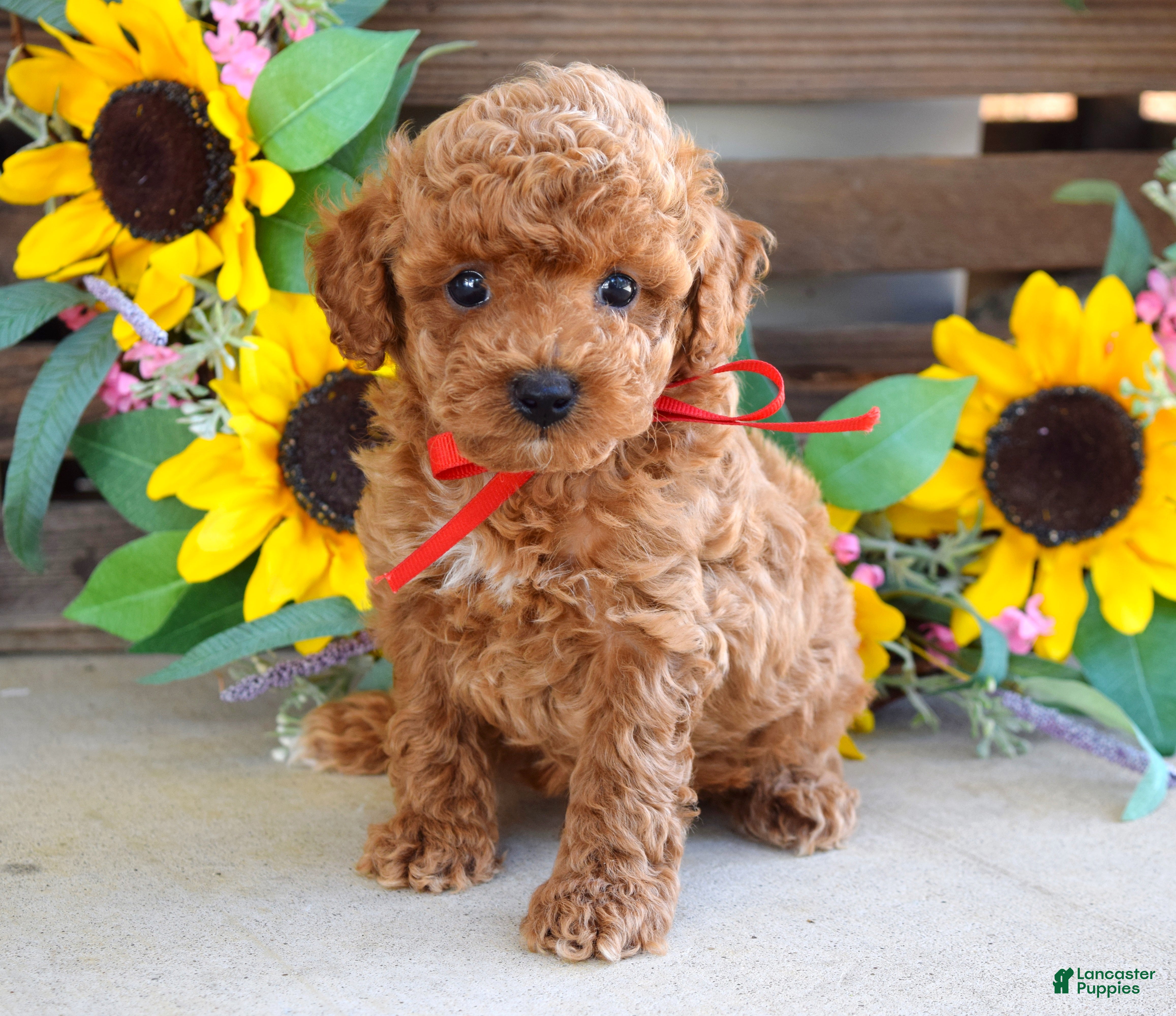 Toy Poodle dogs Preston - Ad 1