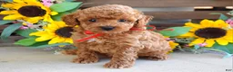 Toy Poodle dogs for sale: Preston - Ad 1