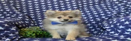 Pomeranian dogs for sale: Fulton - Ad 4