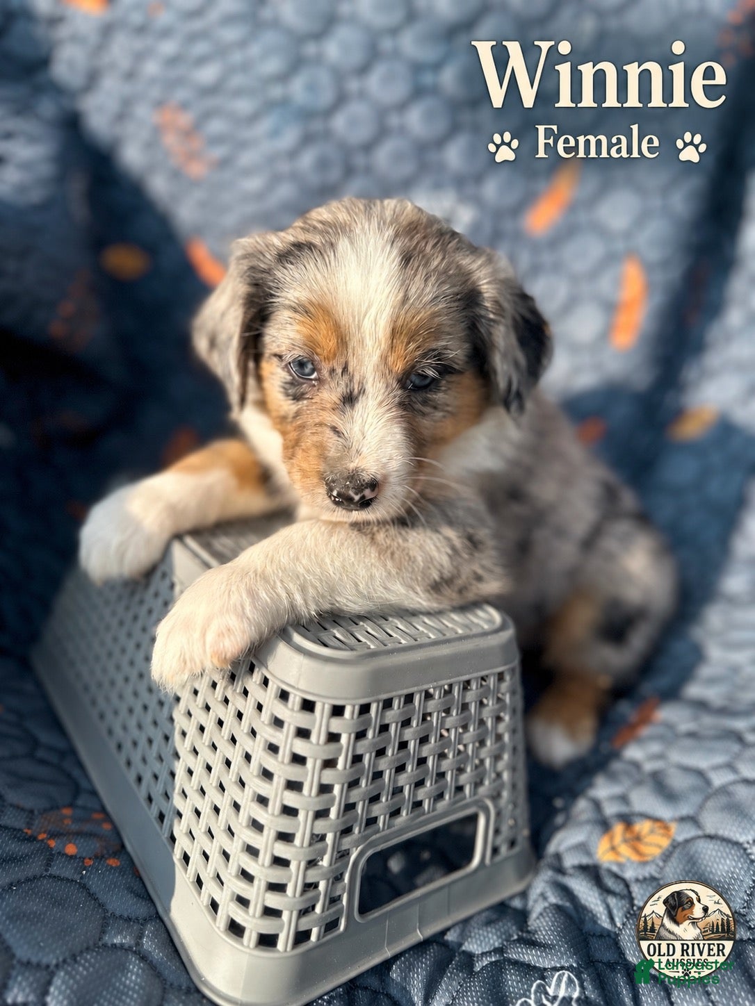 Australian Shepherd dogs for sale: Winnie - Ad 15