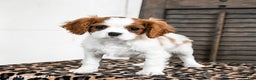 Cavalier King Charles Spaniel dogs for sale: Jasper - Ad 2