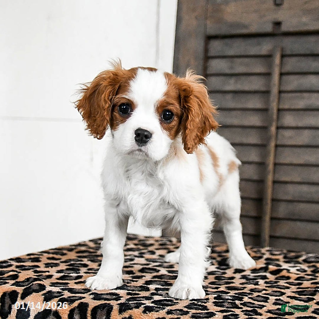 Cavalier King Charles Spaniel dogs for sale: Jasper - Ad 2