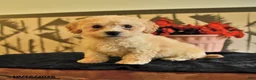 Bichpoo dogs for sale: Kayla - Ad 1