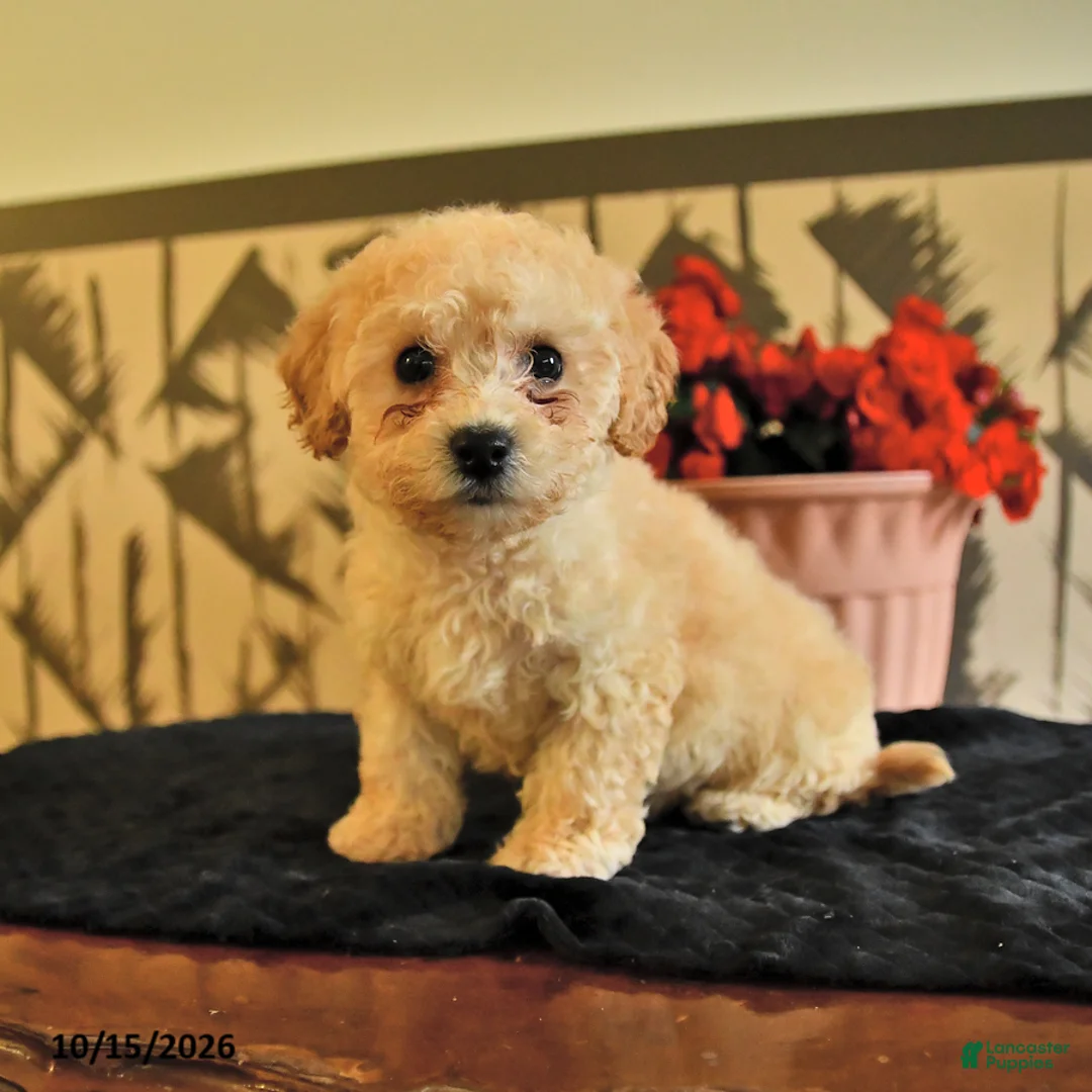 Bichpoo dogs for sale: Kayla - Ad 1