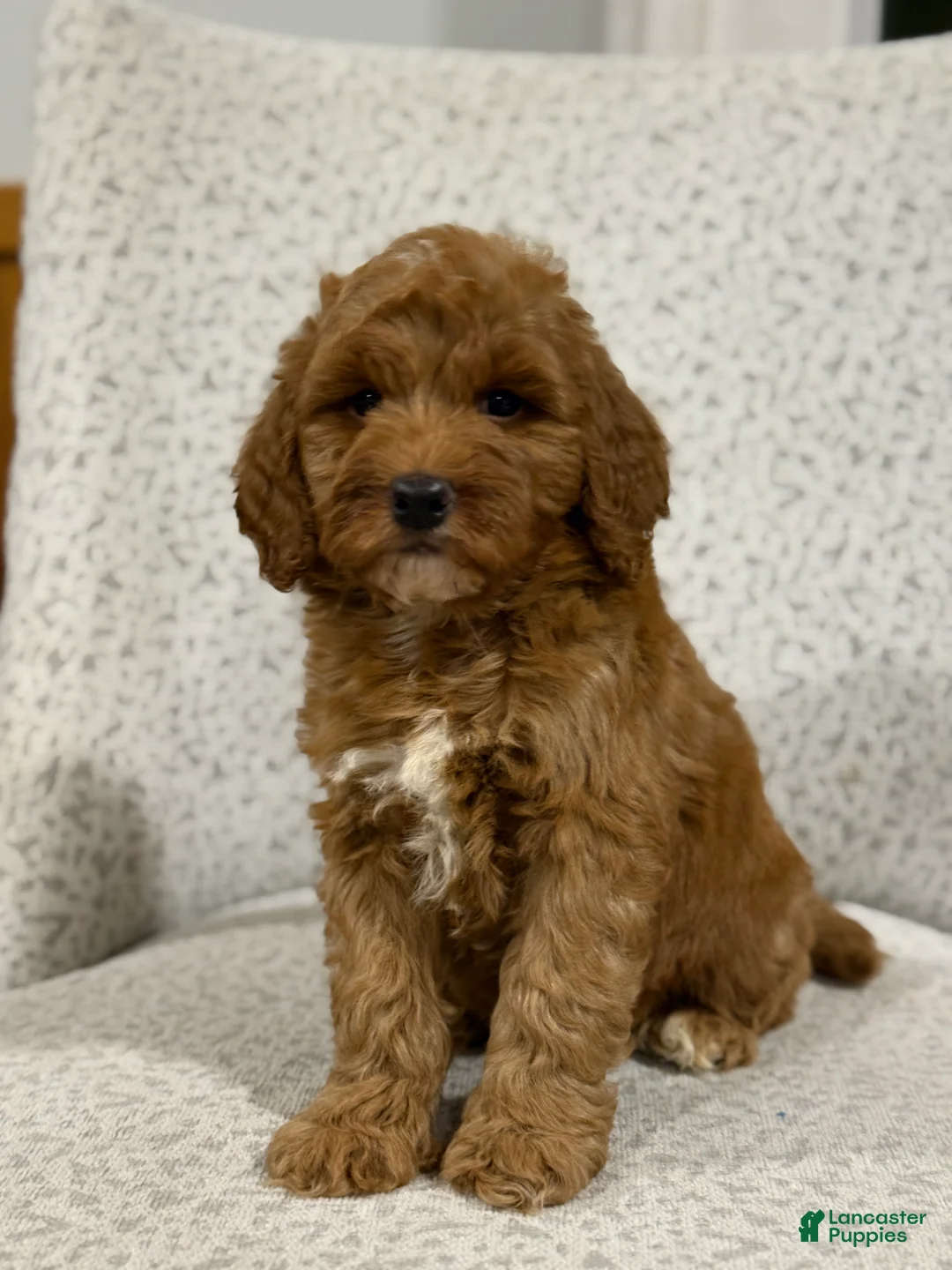 Mini Goldendoodle dogs for sale: Honey - Ad 2
