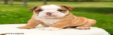Hank