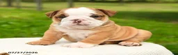 English Bulldog dogs for sale: Hank - Ad 1