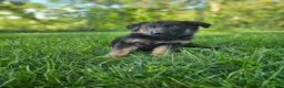 German Shepherd dogs for sale: Jack  - Ad 6
