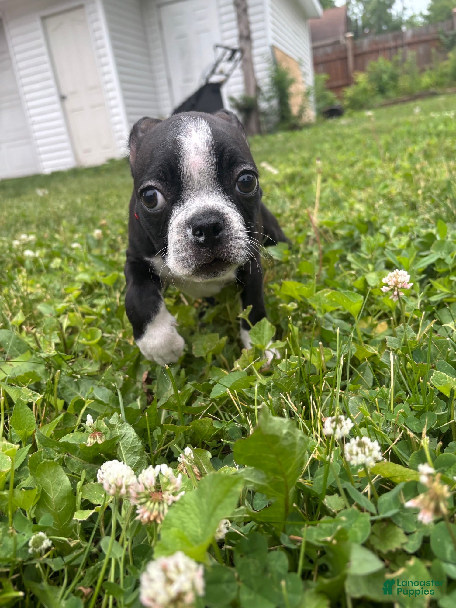 Boston Terrier dogs Otto - Ad 19