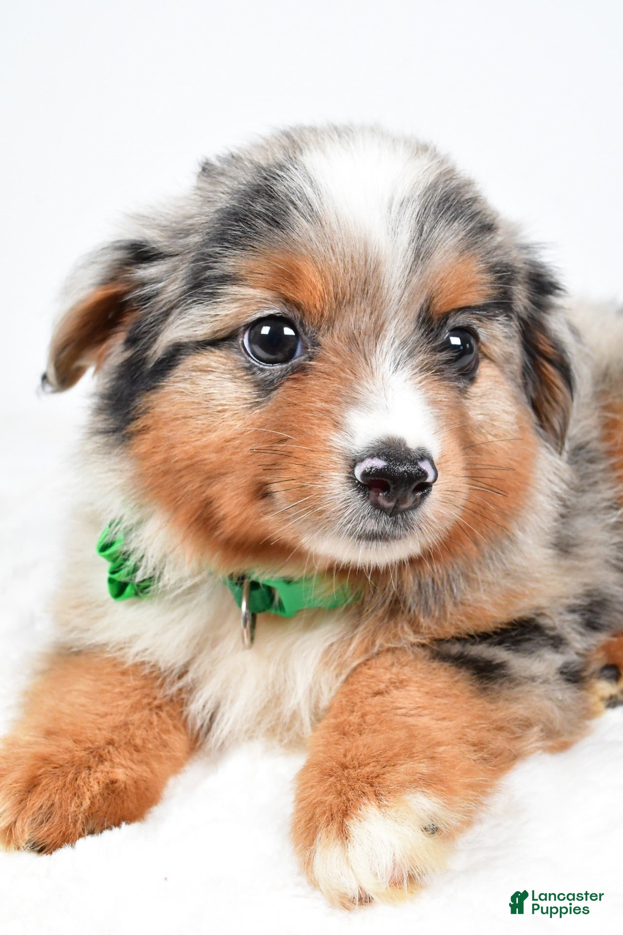 Miniature Australian Shepherd dogs Alyssa - Ad 2